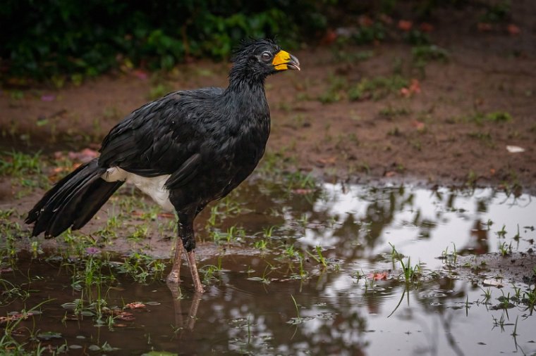 139 Zuid Pantanal, maskerhokko.jpg